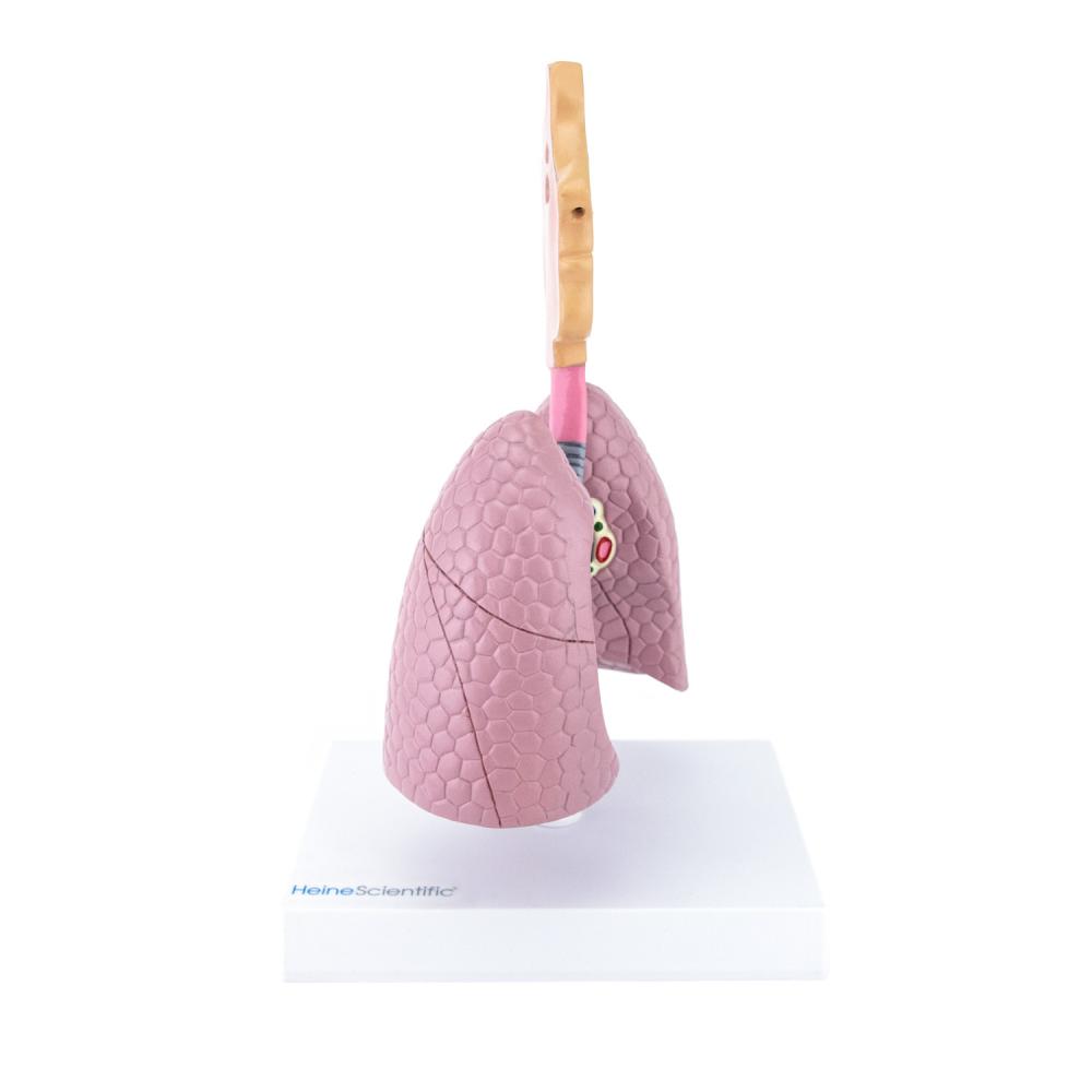 HeineScientific | Atemwege (H139064)